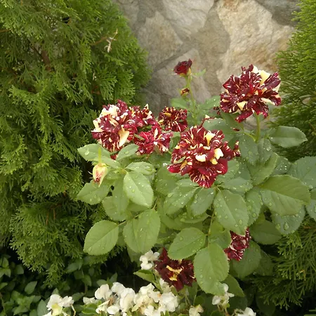 Szálloda Poseidon 2*